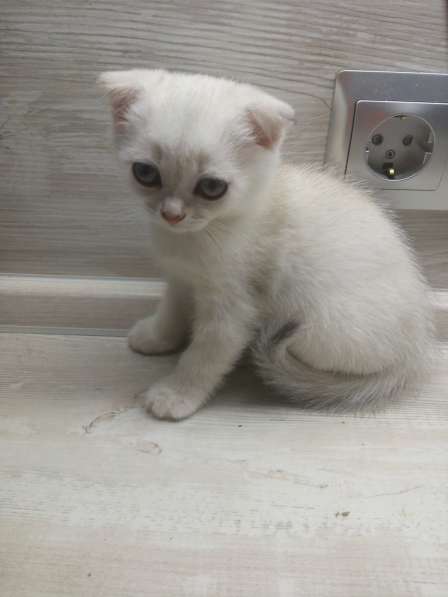 Шотландский кот в фото 9