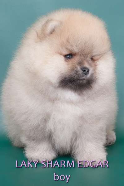 ЛАКИ ШАРМ ЭДГАР (померанский карликовый шпиц) в фото 22