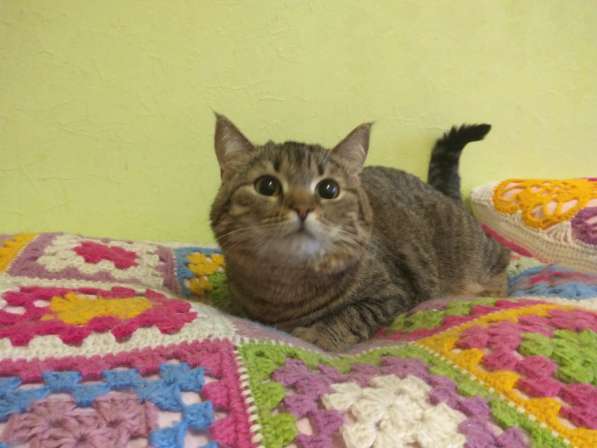 Милашка киса Милана в хорошие руки в Москве