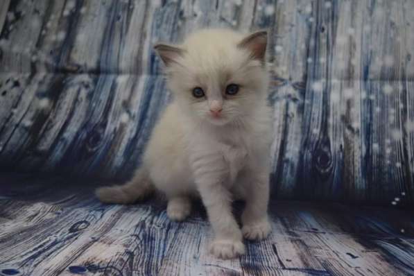 Котята Регдолл в Москве фото 32