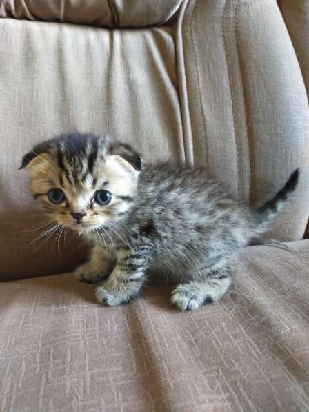 Шотландские котята в фото 40