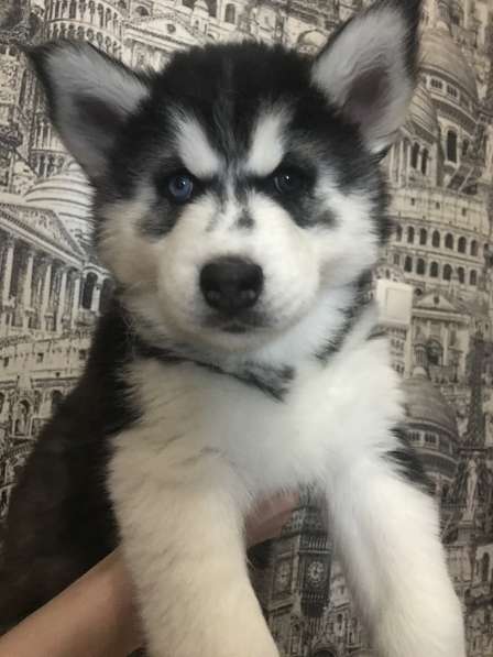 Сибирская хаски в Белгороде фото 6