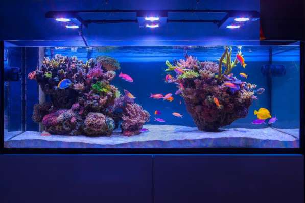 Изготовление морской аквариум на заказ в Севастополе, Крыму в Севастополе фото 5