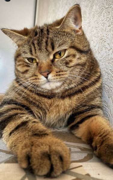Котята в Казани фото 11