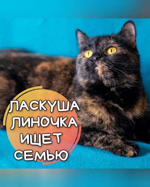 Котёнок, ласковая котодевочка Линочка ищет семью