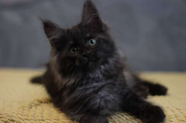 Available Maine Coon kittens в фото 16