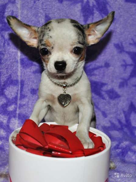 Мини девочка чихуа в Москве