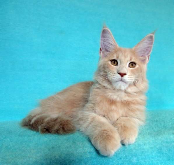 Котик мейн-кун из питомника в Екатеринбурге фото 6