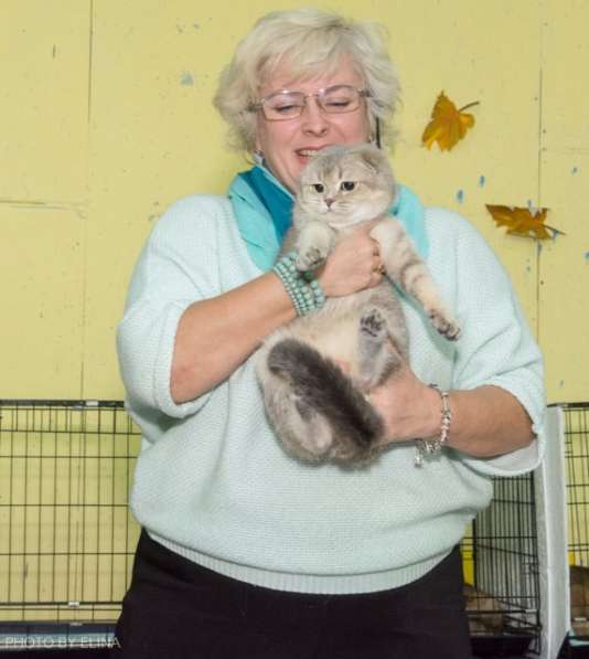 Голубая золотая тикированная кошка - на продажу в Казани фото 4