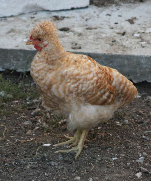 Цыплята хохлатые в Таганроге фото 6