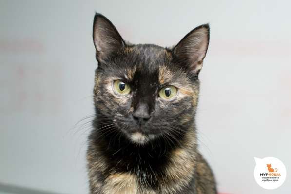 Скоро ли Терра встретит своего человека