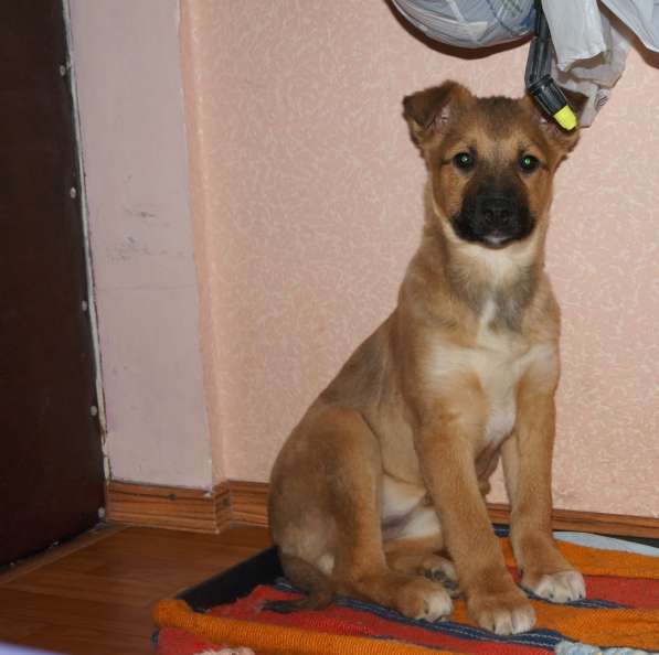 Ника, семейная собака ищет дом в Бронницах фото 17