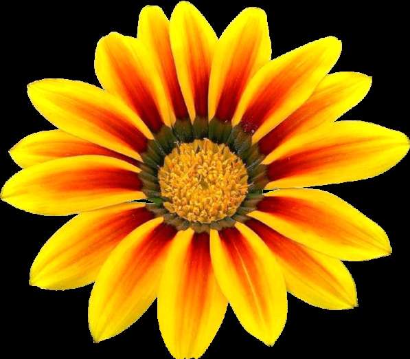 Услуги главного бухгалтера удаленно!