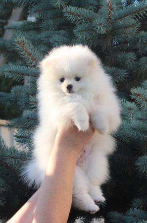 Белый пом в Санкт-Петербурге фото 6