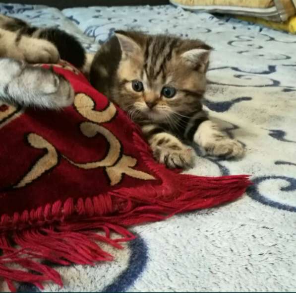 Мраморные котята в фото 18
