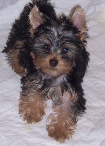 Йорк в Екатеринбурге фото 7