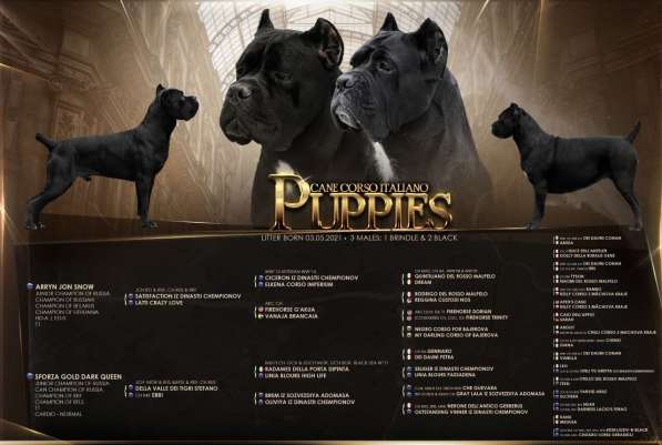 Щенки кaне кoрсо в Москве фото 4