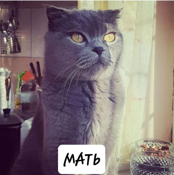 Котята скоттиш фолд в фото 15