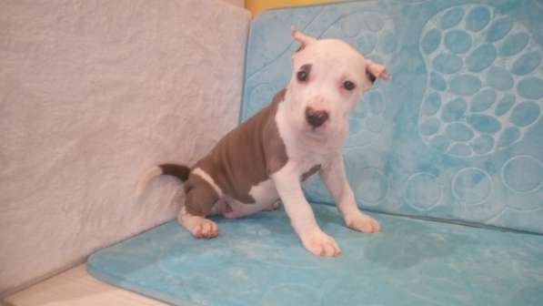 Красотка Амстаффа голубого окраса 3 месяца ркф в Москве фото 10