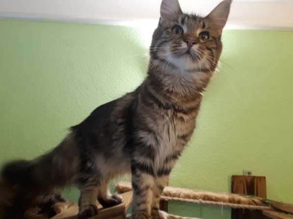 Девочка Мейн кун в Челябинске фото 6