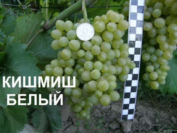 Продам саженцы и черенки винограда в Нижнегорском фото 5