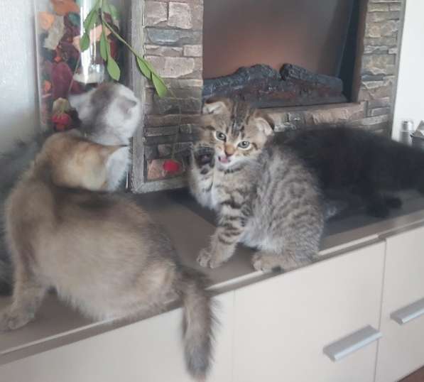 Продаю котят в фото 6