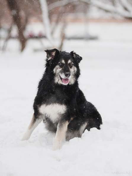 Пушистая весёлая Дакота ищет семью в Москве фото 31