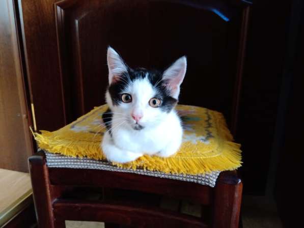 Отдам котят в добрые руки в Москве фото 18