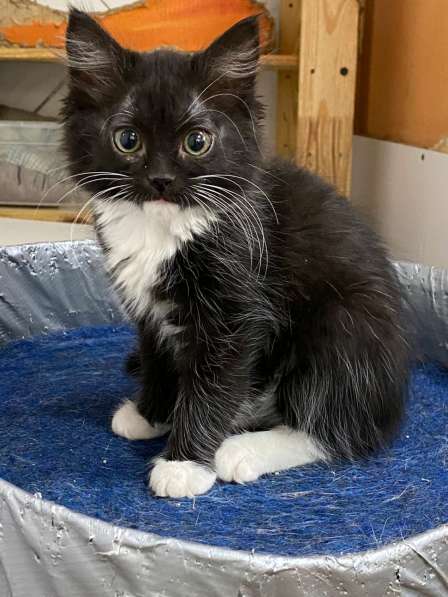 Чудесные котята ищут семью в Москве фото 11