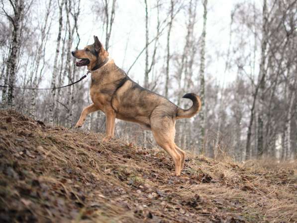 Большой добрый Борман ищет семью в Москве фото 19