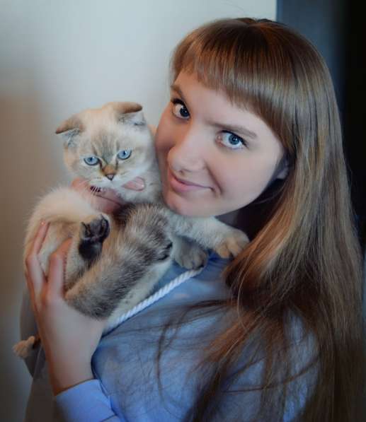 Продам шотландскую вислоухую кошечку в Новосибирске фото 3