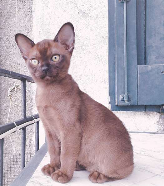 Котята породы бурманская европейская в фото 14