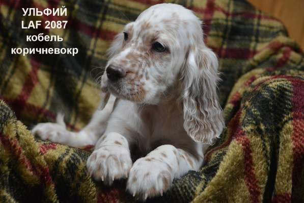 Английский сеттер щенки из элитного питомника в Москве фото 72