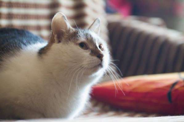 Кот Костя Московский ищет дом в Москве фото 5