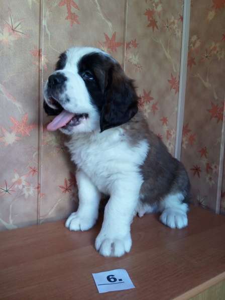 Щенки сенбернара в фото 84