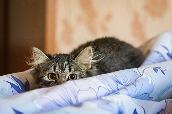 Полосатое очарование, игривая озорная девочка-котенок Монька в Москве
