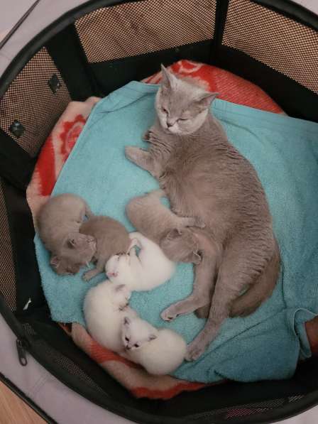 Британские короткошерстные котята(резервация) в фото 5