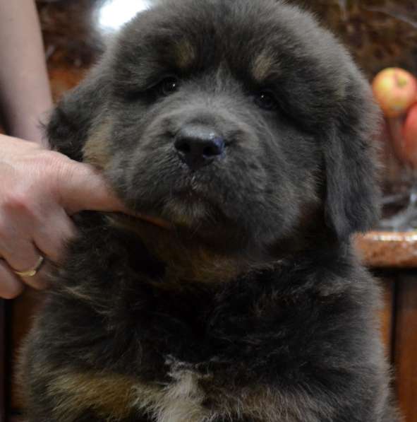 Тибетский мастиф - лучший страж на территории в Москве фото 77