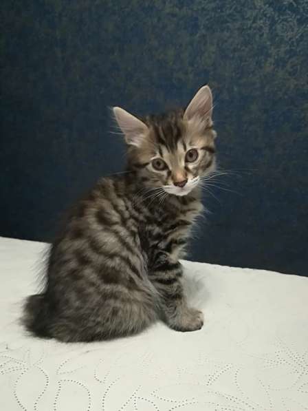 Котята-рысята в Москве фото 5