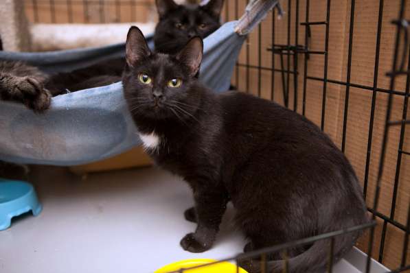 Элегантная Верона ищет надежного друга в Москве