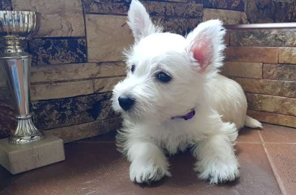 Очаровательные детки Вест Хайленд Вайт Терьер в Москве фото 9