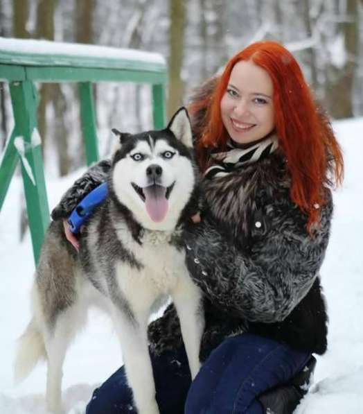 Хаски для вязки и щенки на продажу