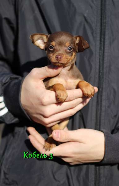 Щенки Русский Той в Иркутске фото 27