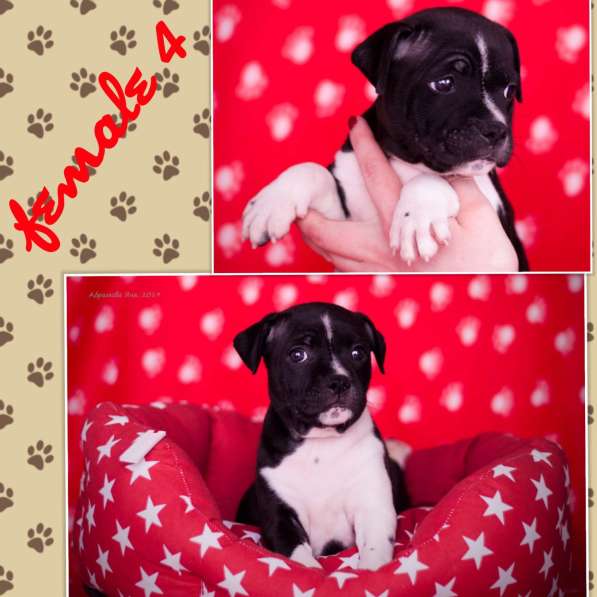 Стаффордширский бультерьер в фото 4