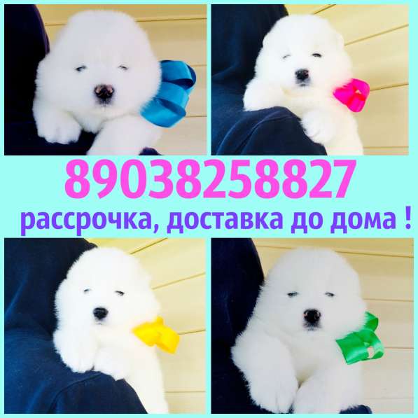 Белоснежные Ми-Ми мишки самоедики) в Александрове