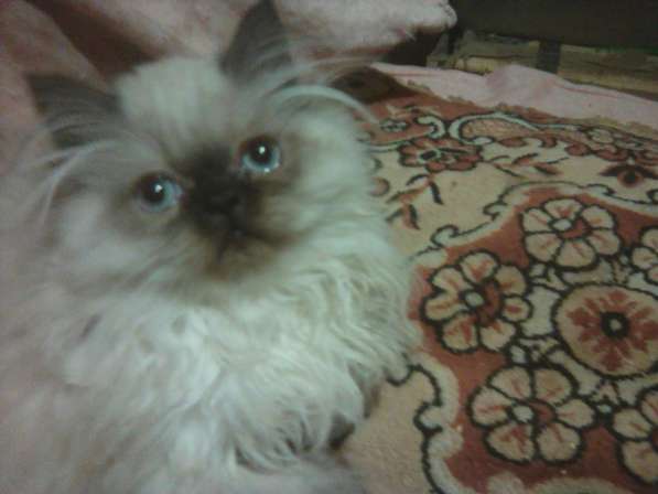 Персидские котятки в Москве фото 12