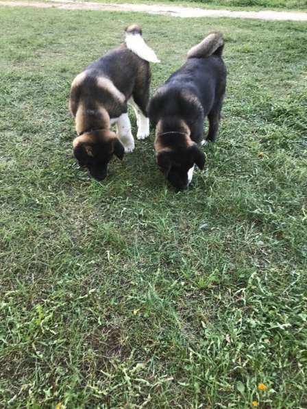 Щенки Американской Акиты в Санкт-Петербурге фото 5