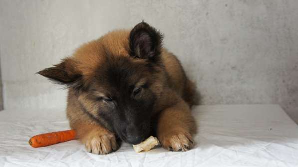 Щенки Грюнендаль и Тервюрен в Москве фото 5