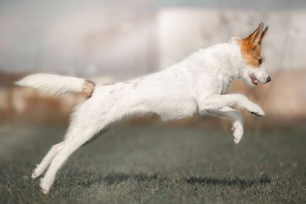 Белая пушистая компактная собачка в Санкт-Петербурге фото 23