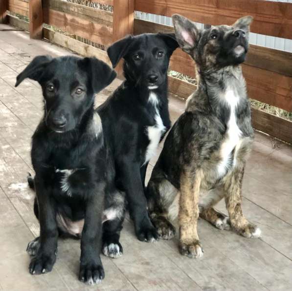 Линси - щенок метис лабрадора в дар в Москве фото 19